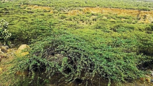 गुरुग्राम की 25000 करोड़ की 272 एकड़ 'गैर मुमकिन' जमीन का हुआ फैसला, अब सरकार बताएगी इसका नया इस्तेमाल
